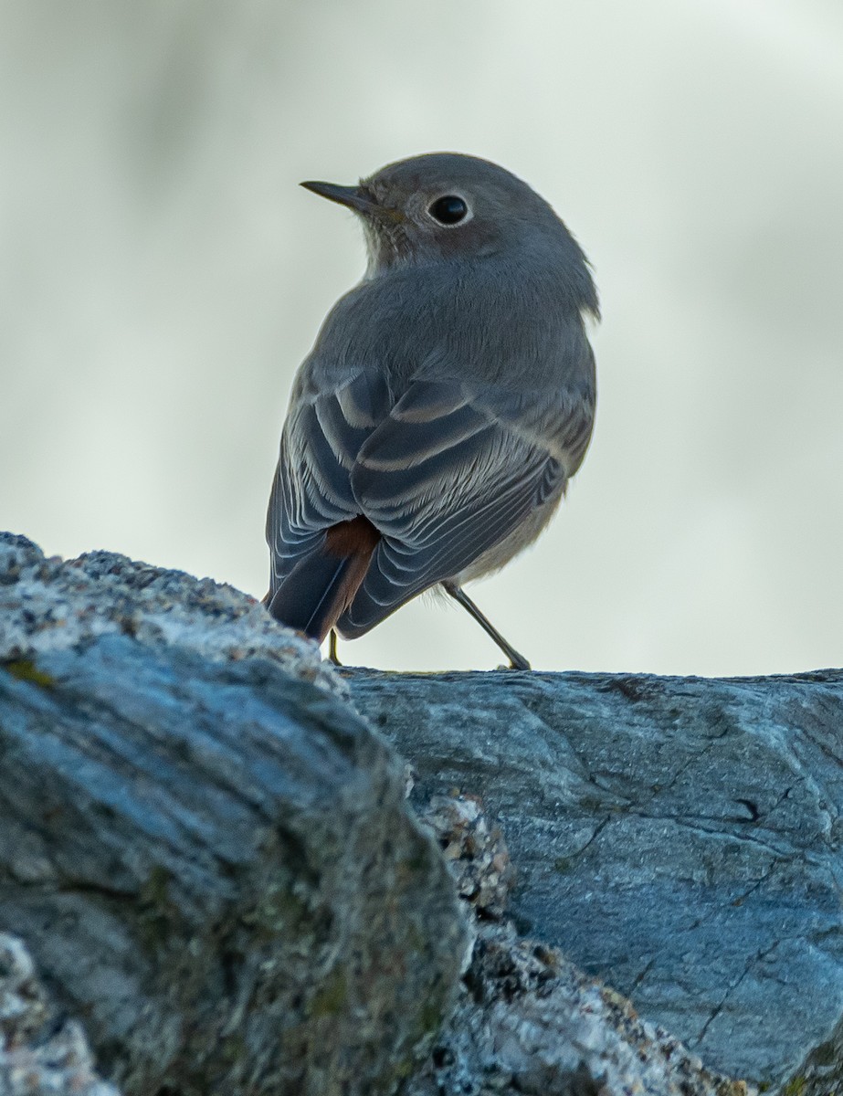 Black Redstart - ML644719214