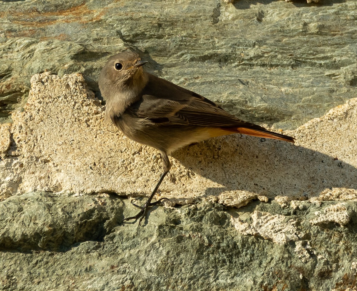 Black Redstart - ML644719215