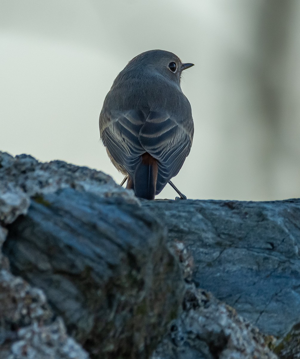 Black Redstart - ML644719216