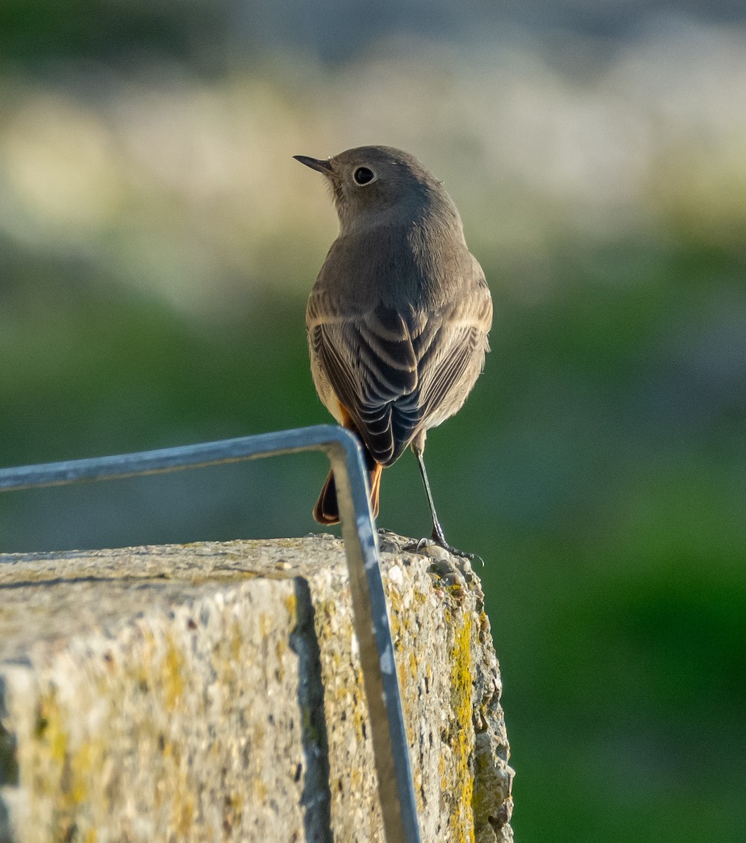 Black Redstart - ML644719217
