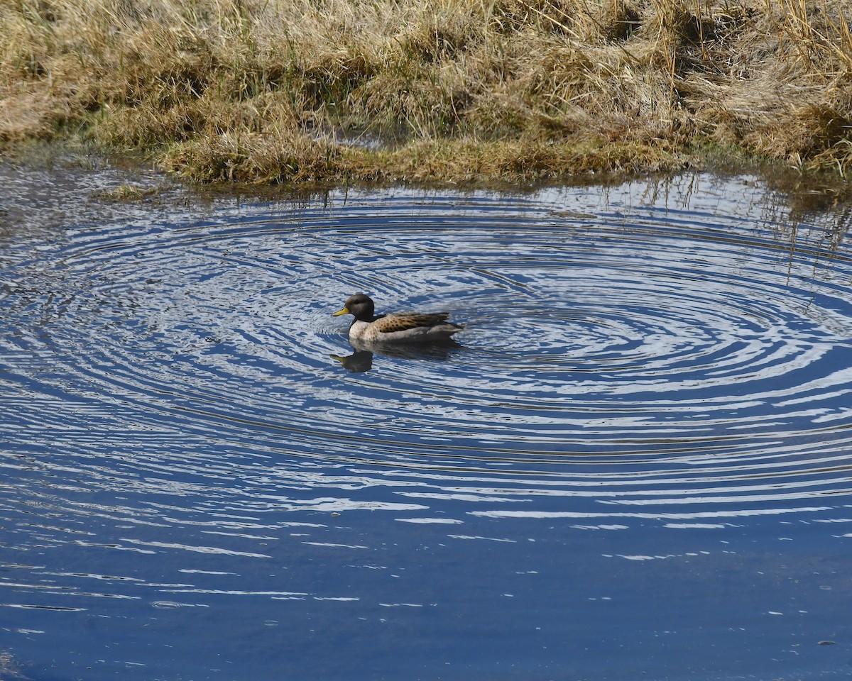 Yellow-billed Teal - ML644719218