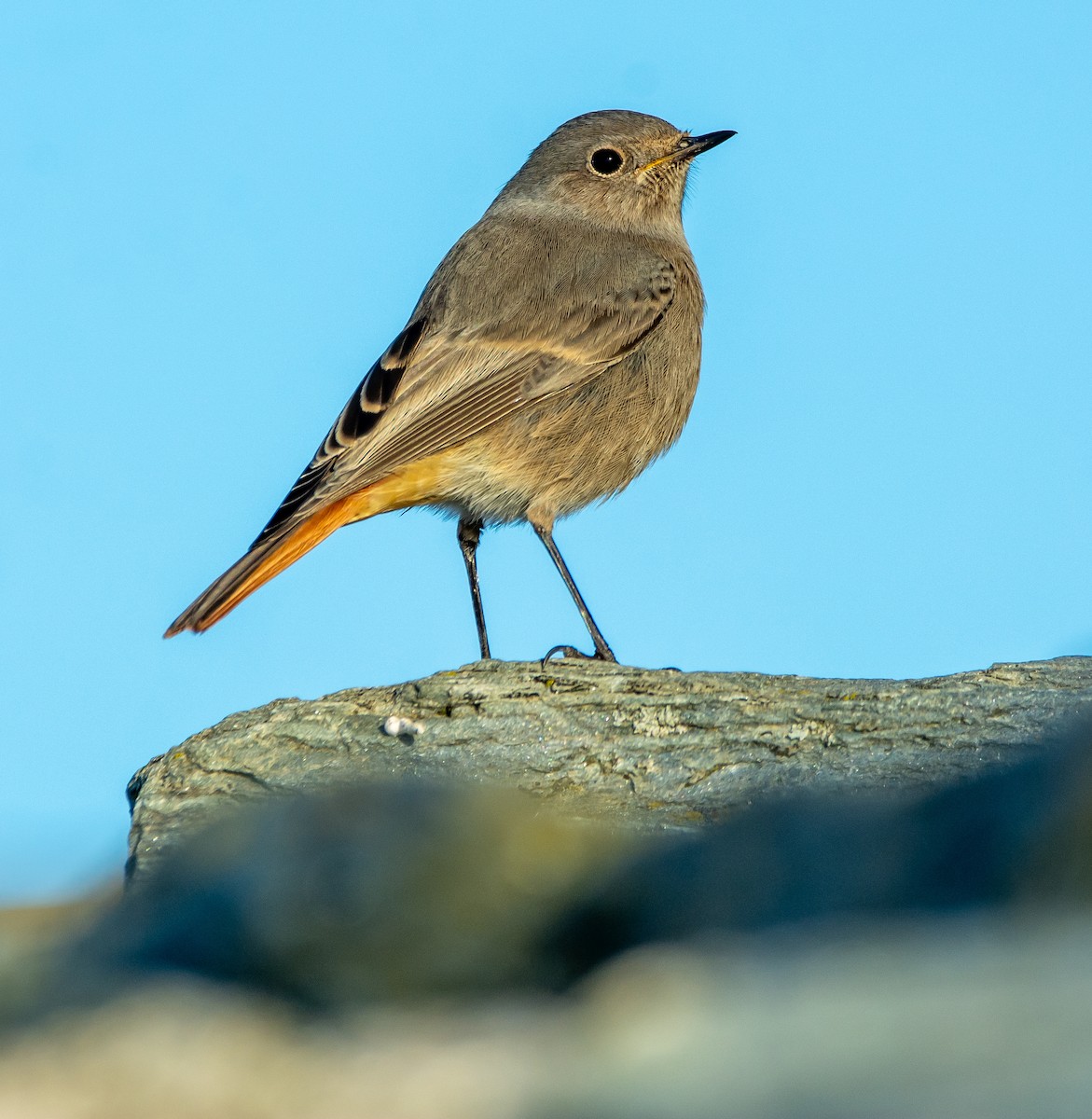 Black Redstart - ML644719219