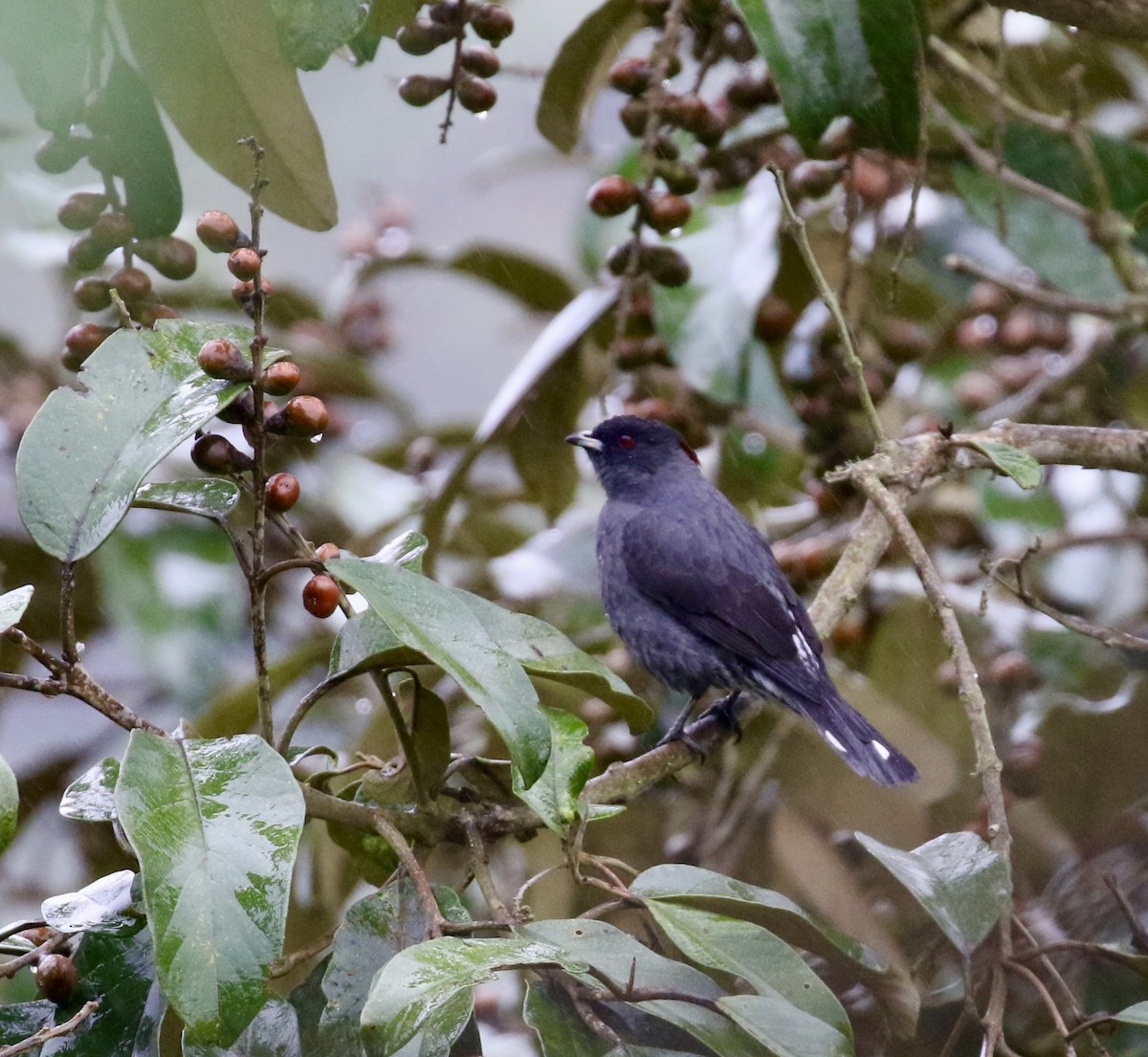 Red-crested Cotinga - ML644719220