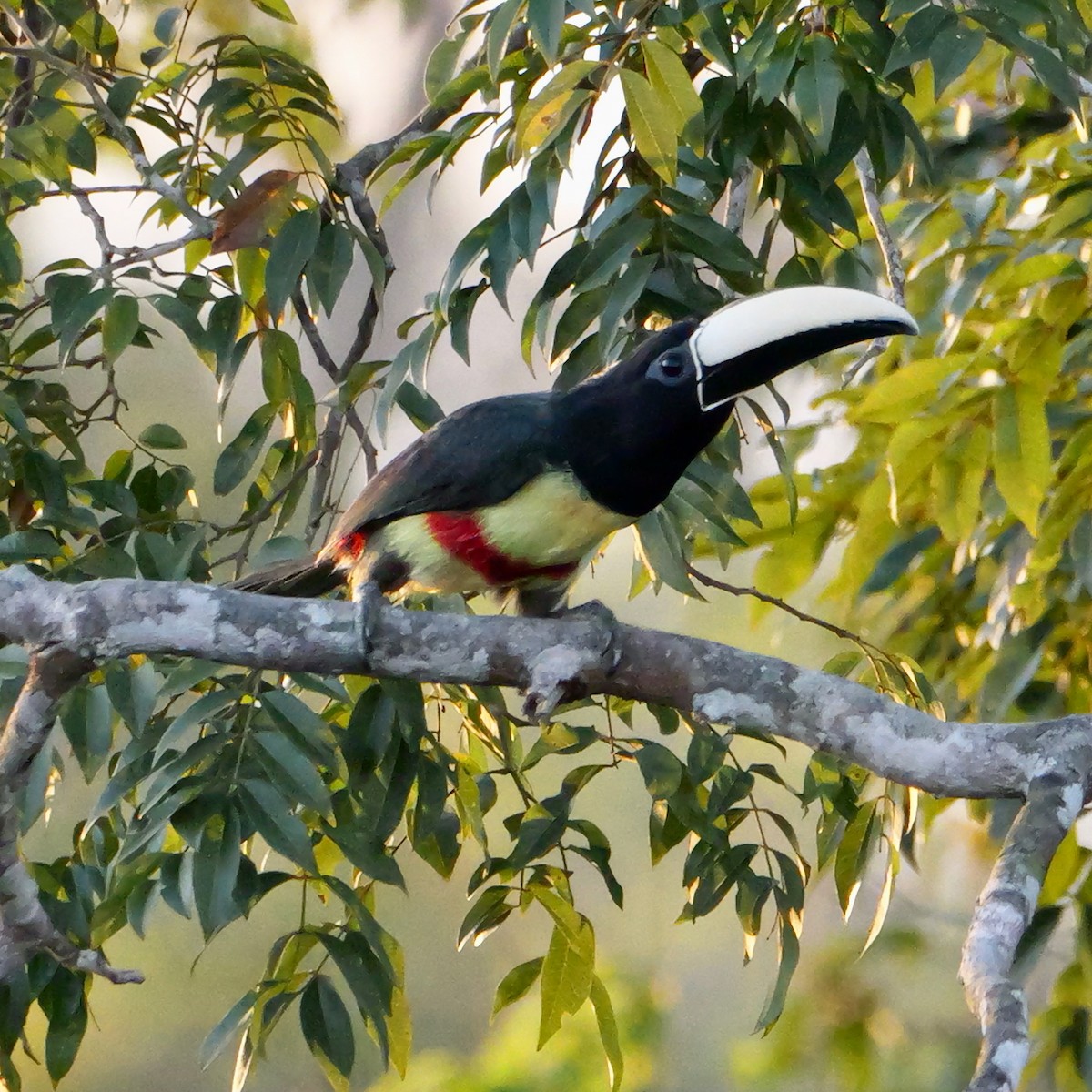 Black-necked Aracari - ML644719221