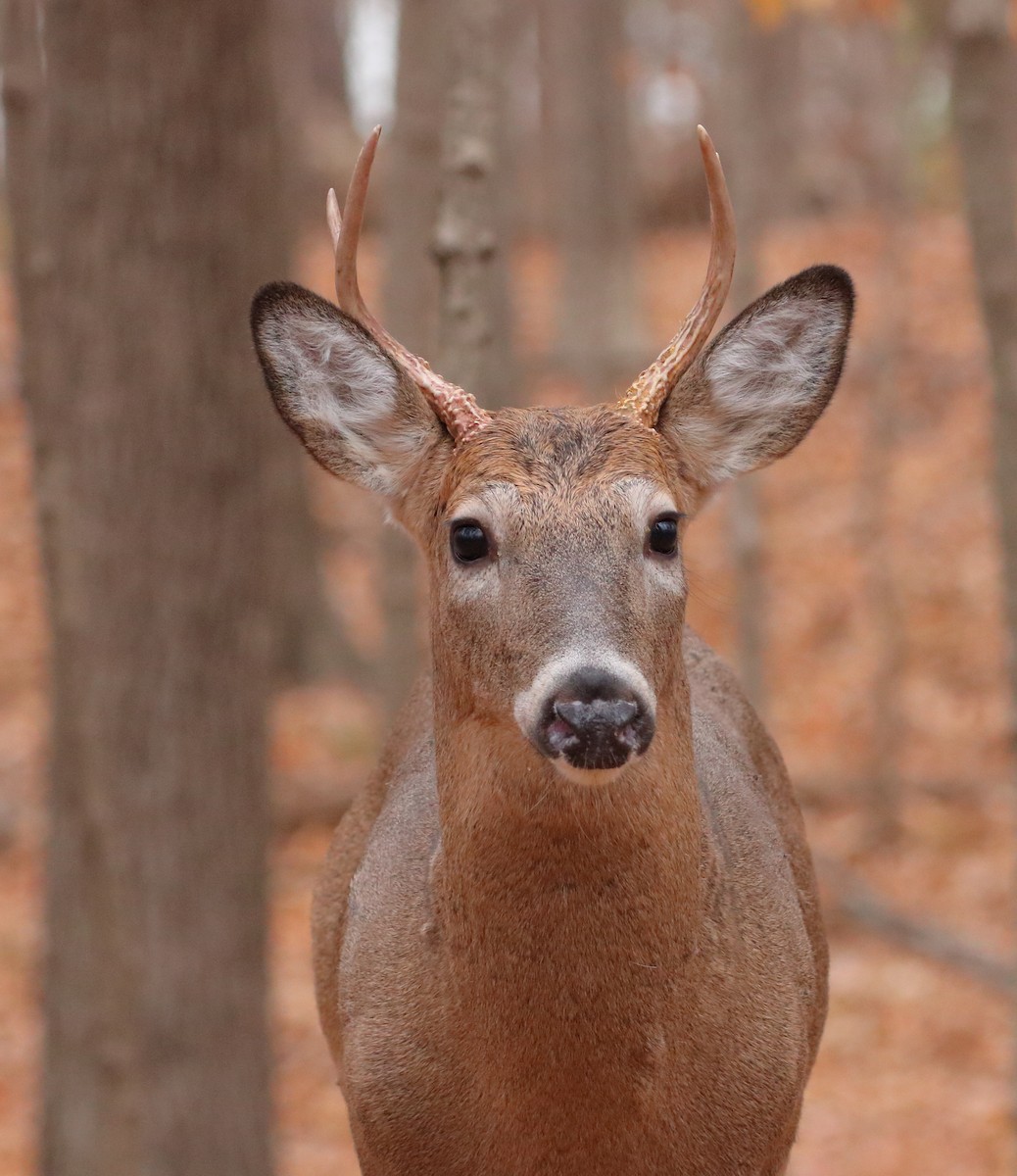 White-tailed Deer - ML644719222