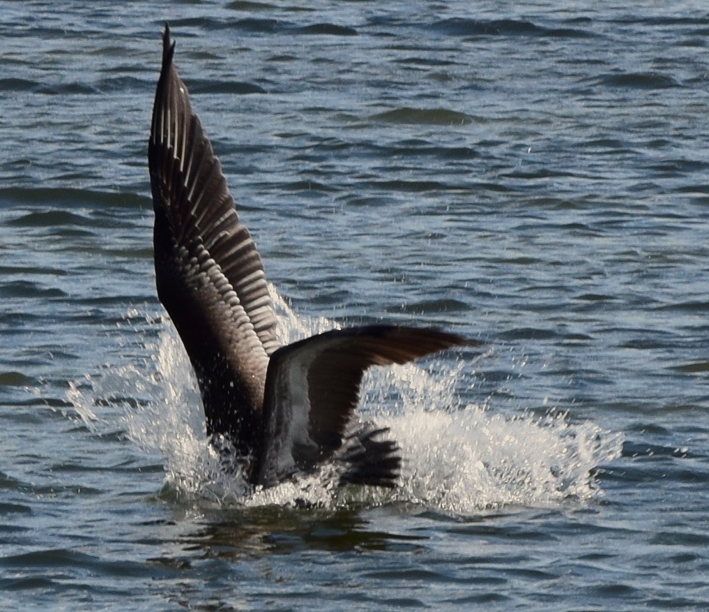 Brown Pelican - ML644719224