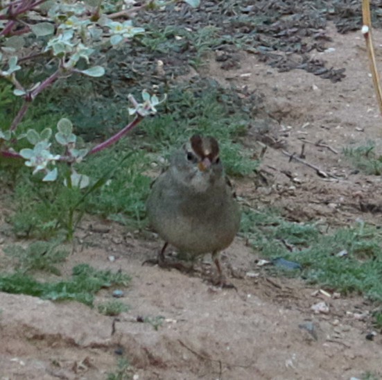 White-crowned Sparrow - ML644719225