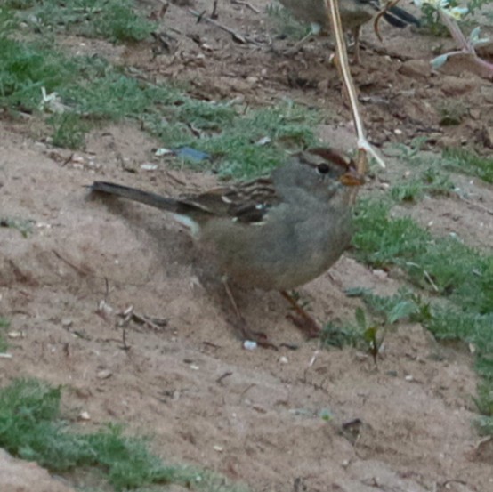 White-crowned Sparrow - ML644719226