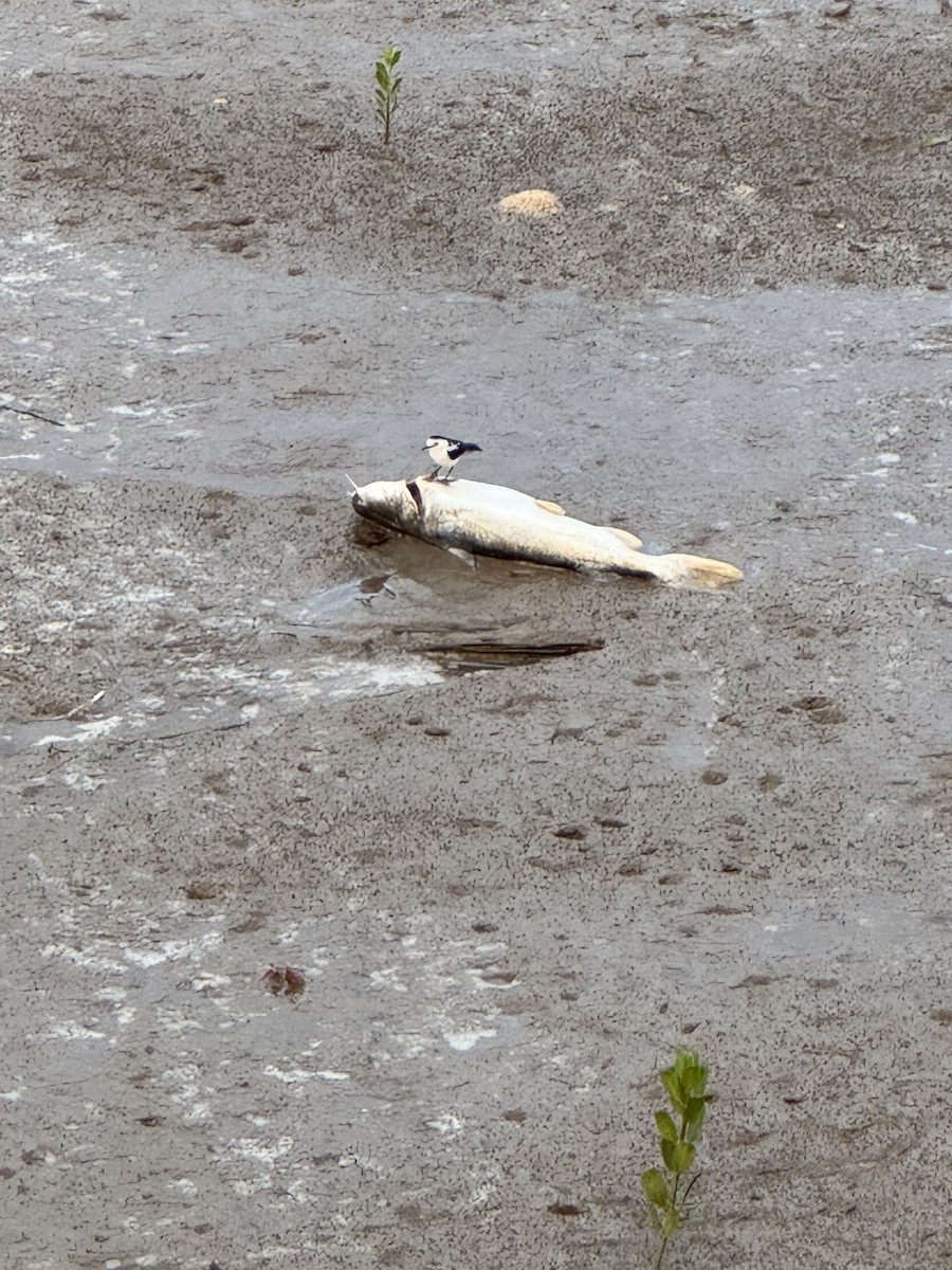 Pied Water-Tyrant - ML644719228