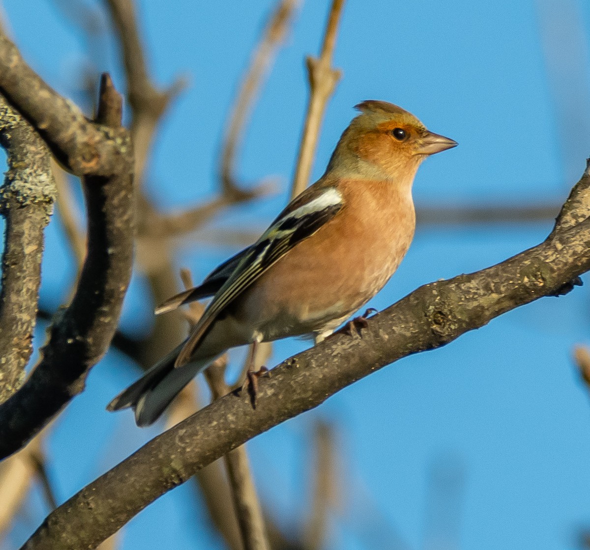 Common Chaffinch - ML644719229