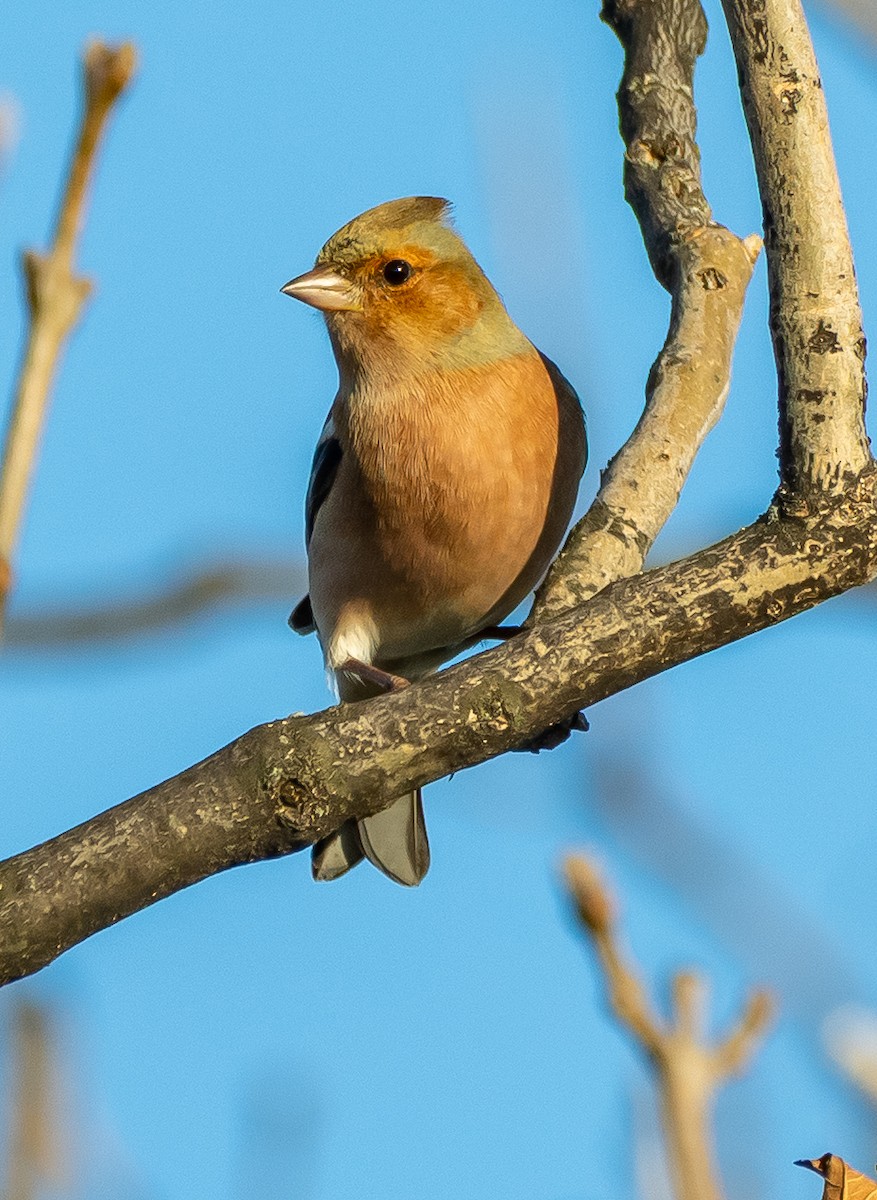 Common Chaffinch - ML644719230