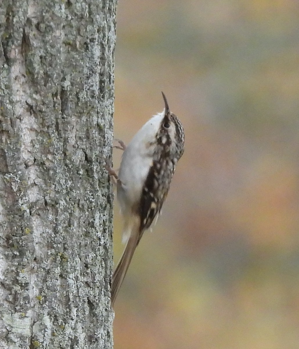 Brown Creeper - ML644719231