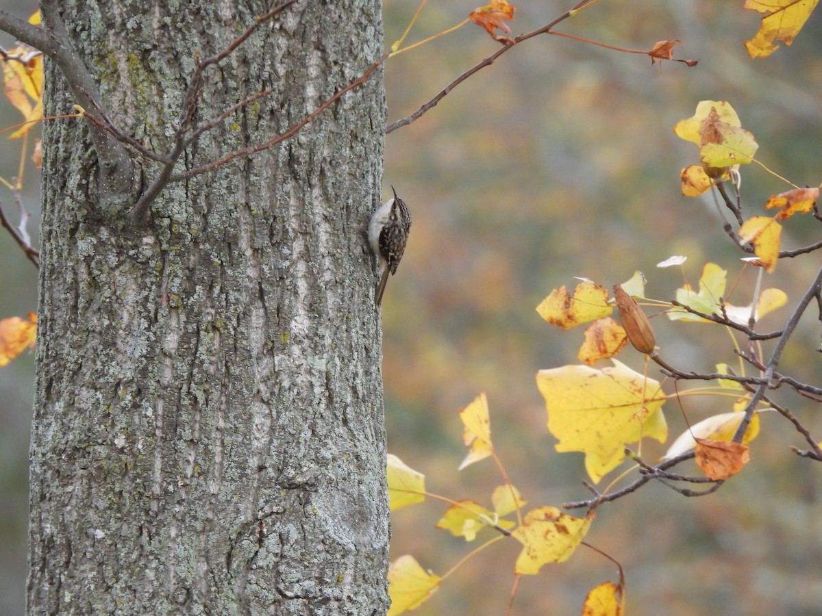 Brown Creeper - ML644719232