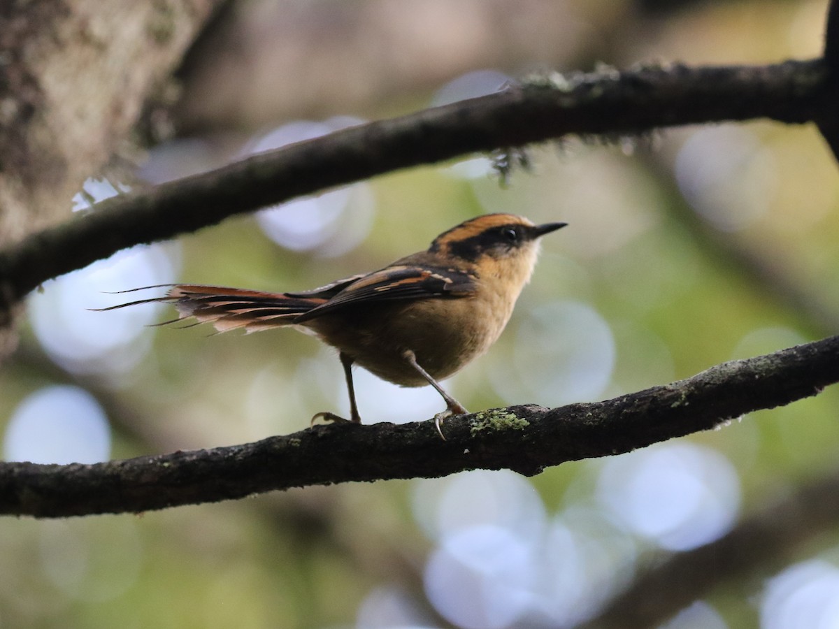 Thorn-tailed Rayadito - ML644719233