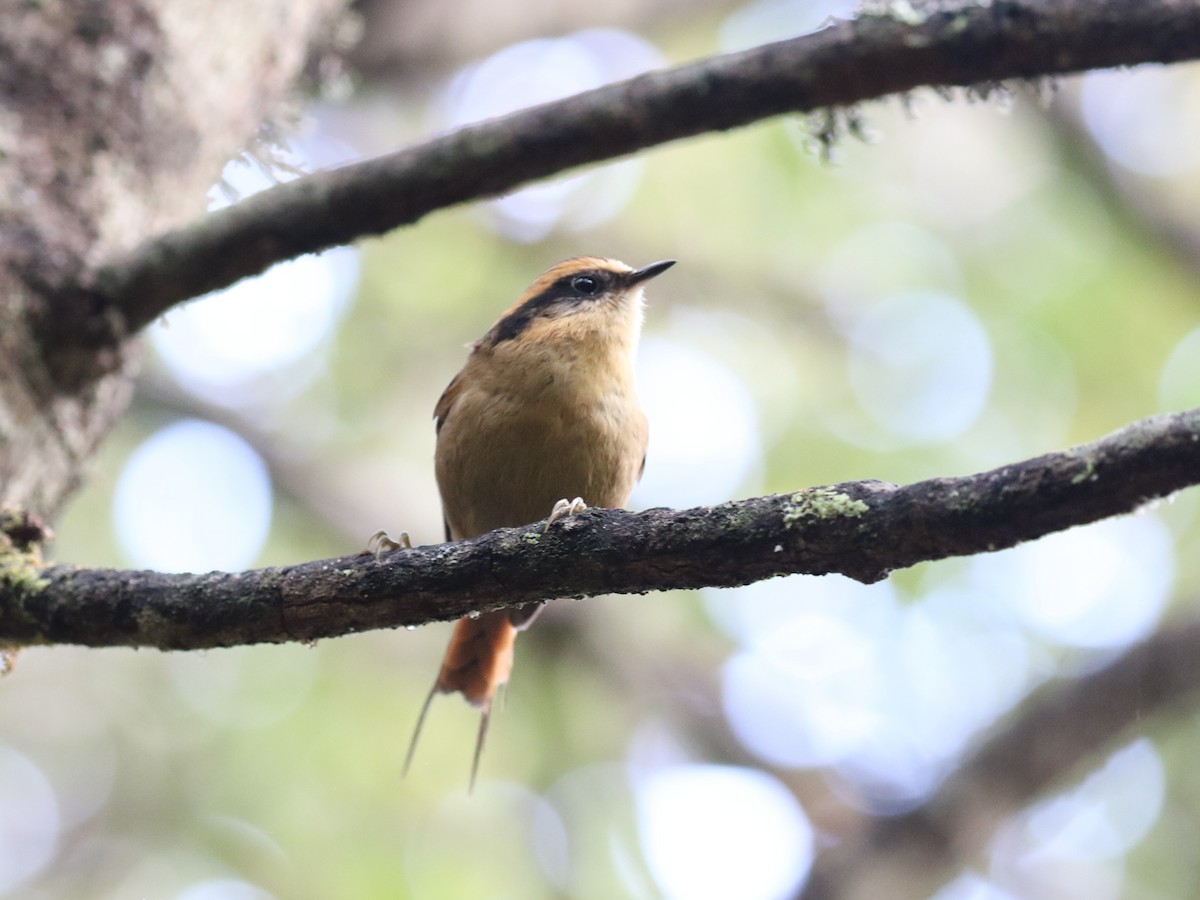 Thorn-tailed Rayadito - ML644719234