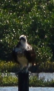 Osprey - ML644719235