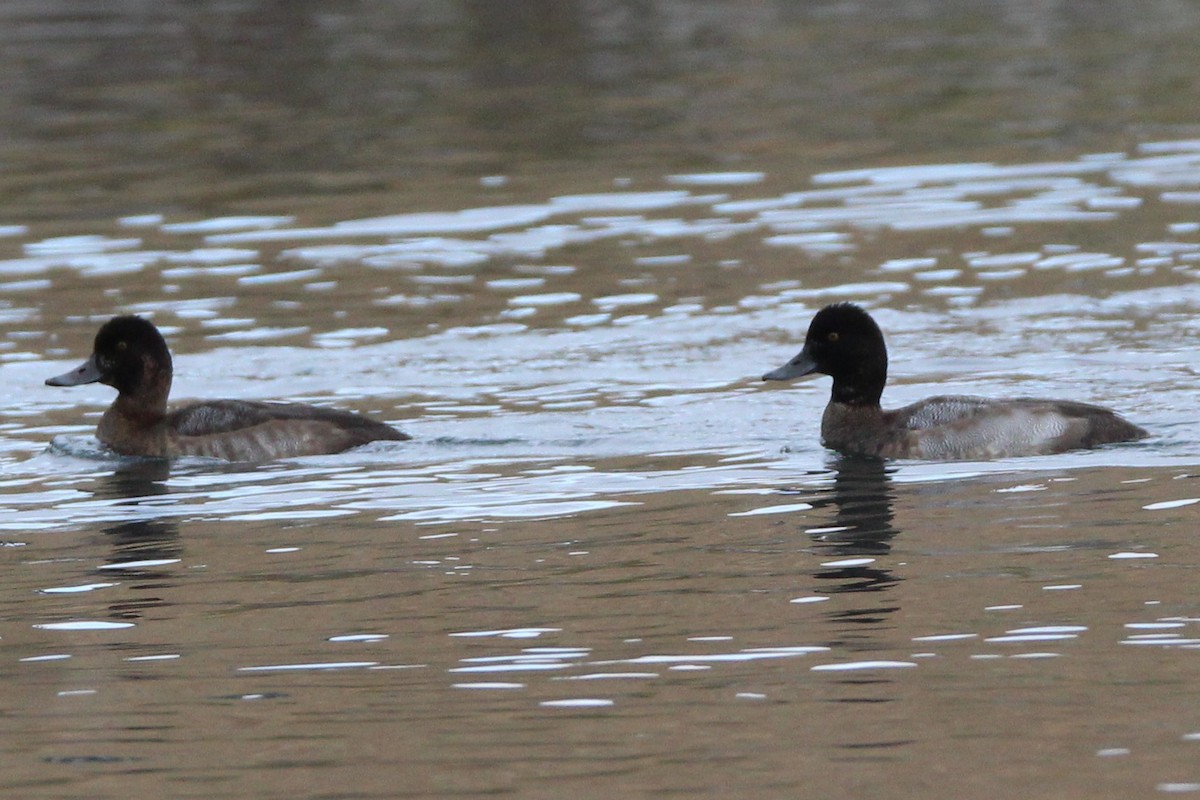 Lesser Scaup - ML644719236