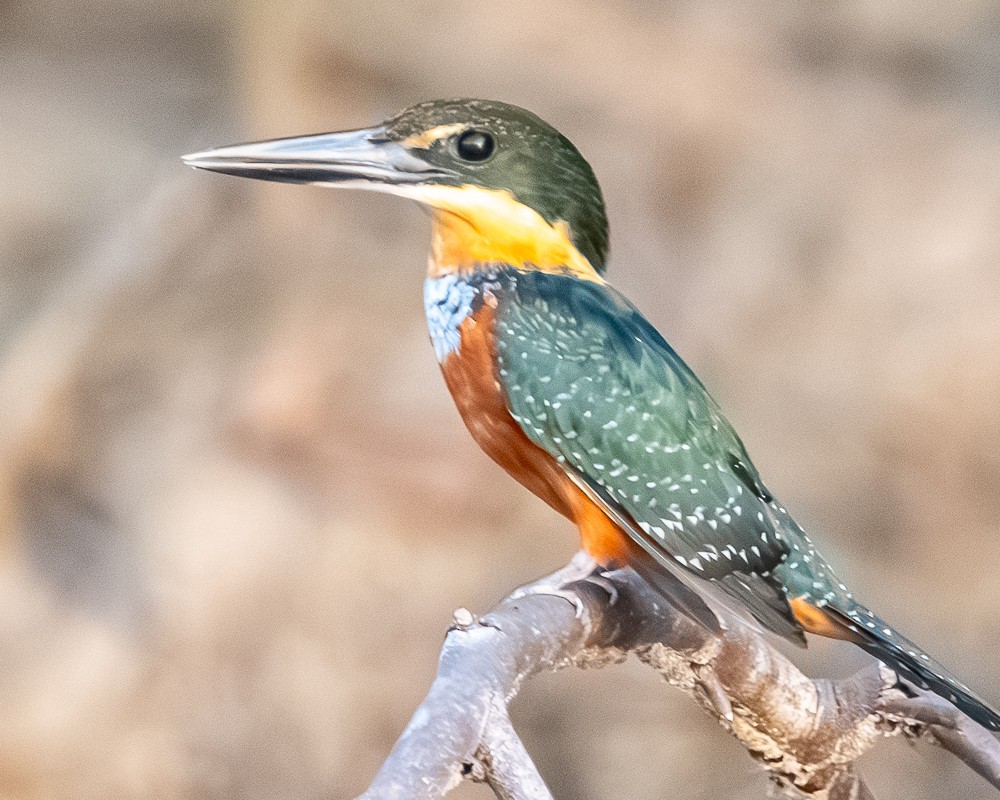 Green-and-rufous Kingfisher - ML644719238