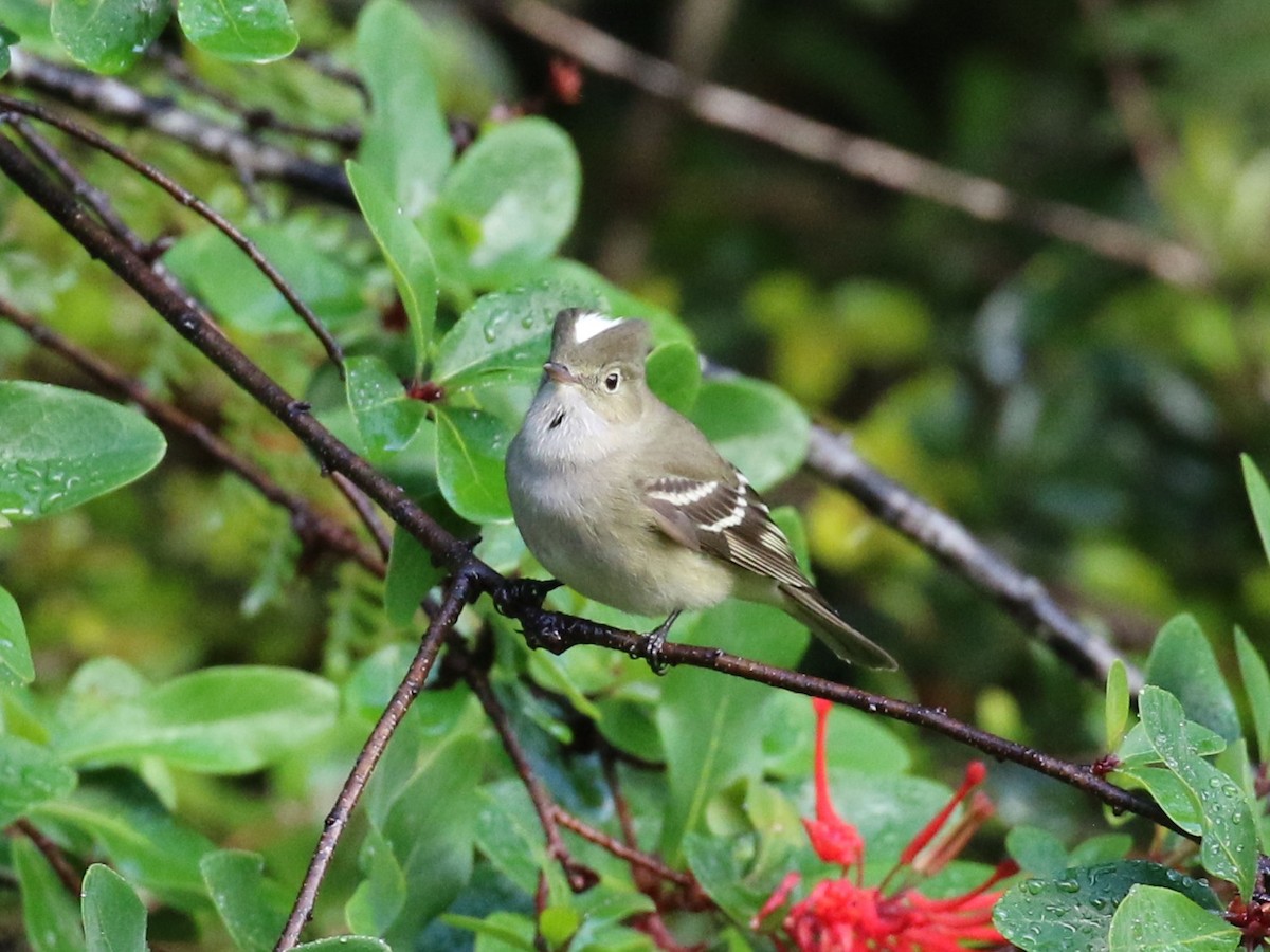 White-crested Elaenia - ML644719241