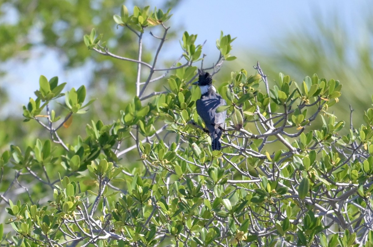 Belted Kingfisher - ML644719242