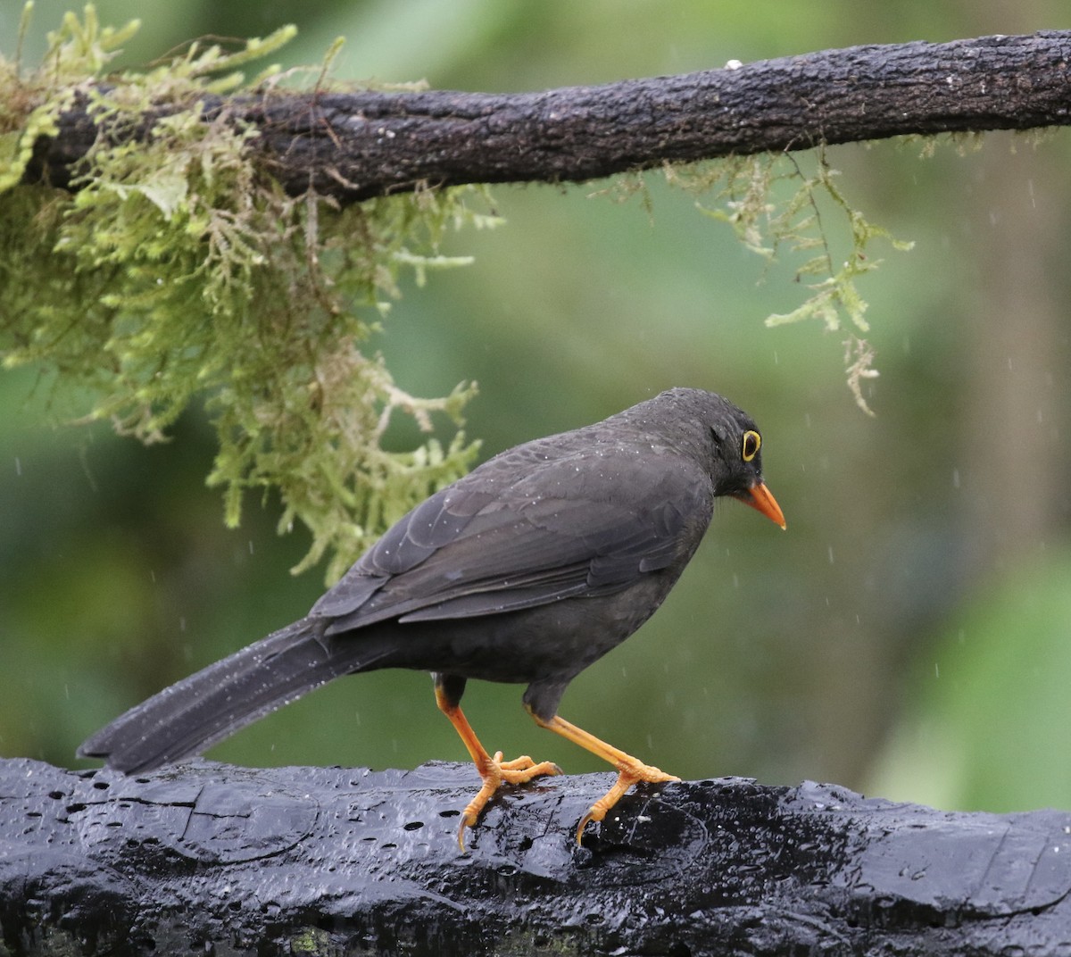 Great Thrush - ML644719243