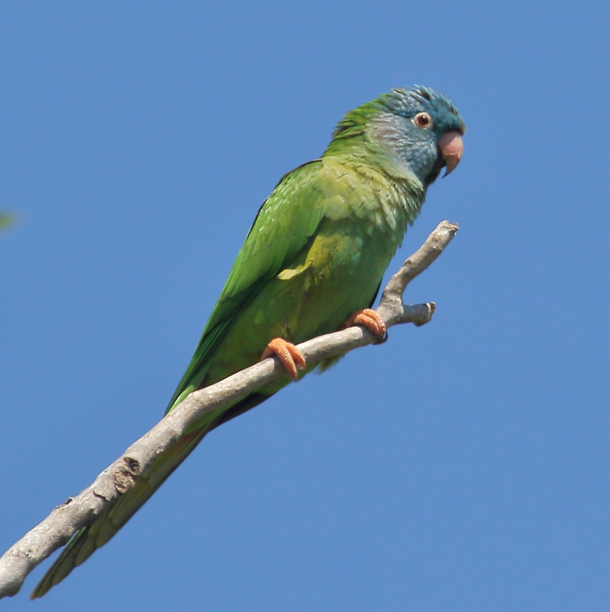 Blue-crowned Parakeet - ML644719251