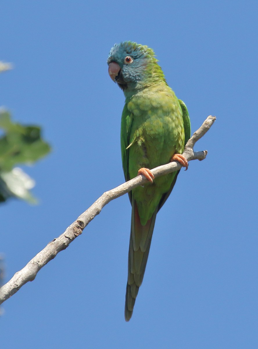 Blue-crowned Parakeet - ML644719252