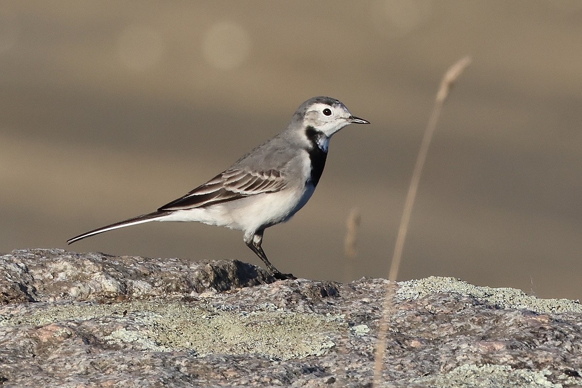 Lavandera Blanca - ML644719254