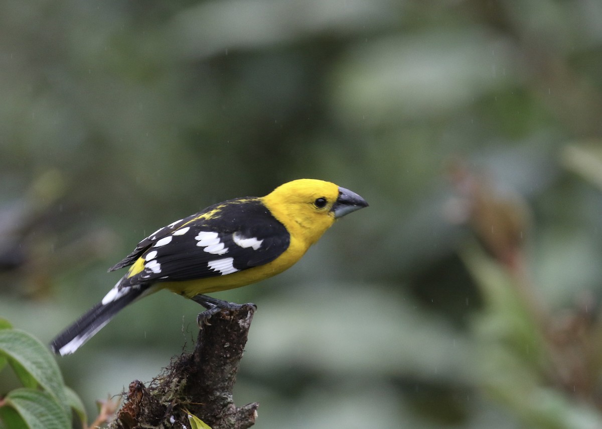 Golden Grosbeak - ML644719256