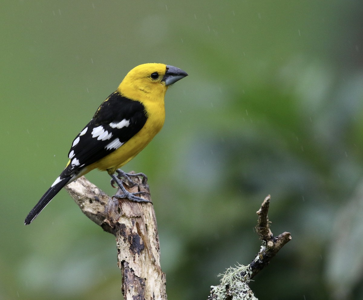 Golden Grosbeak - ML644719257