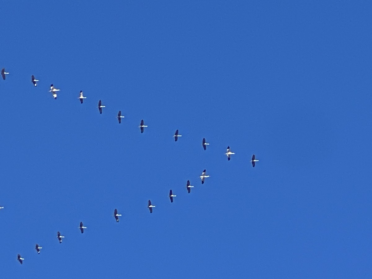 アメリカシロヅル - ML644719272