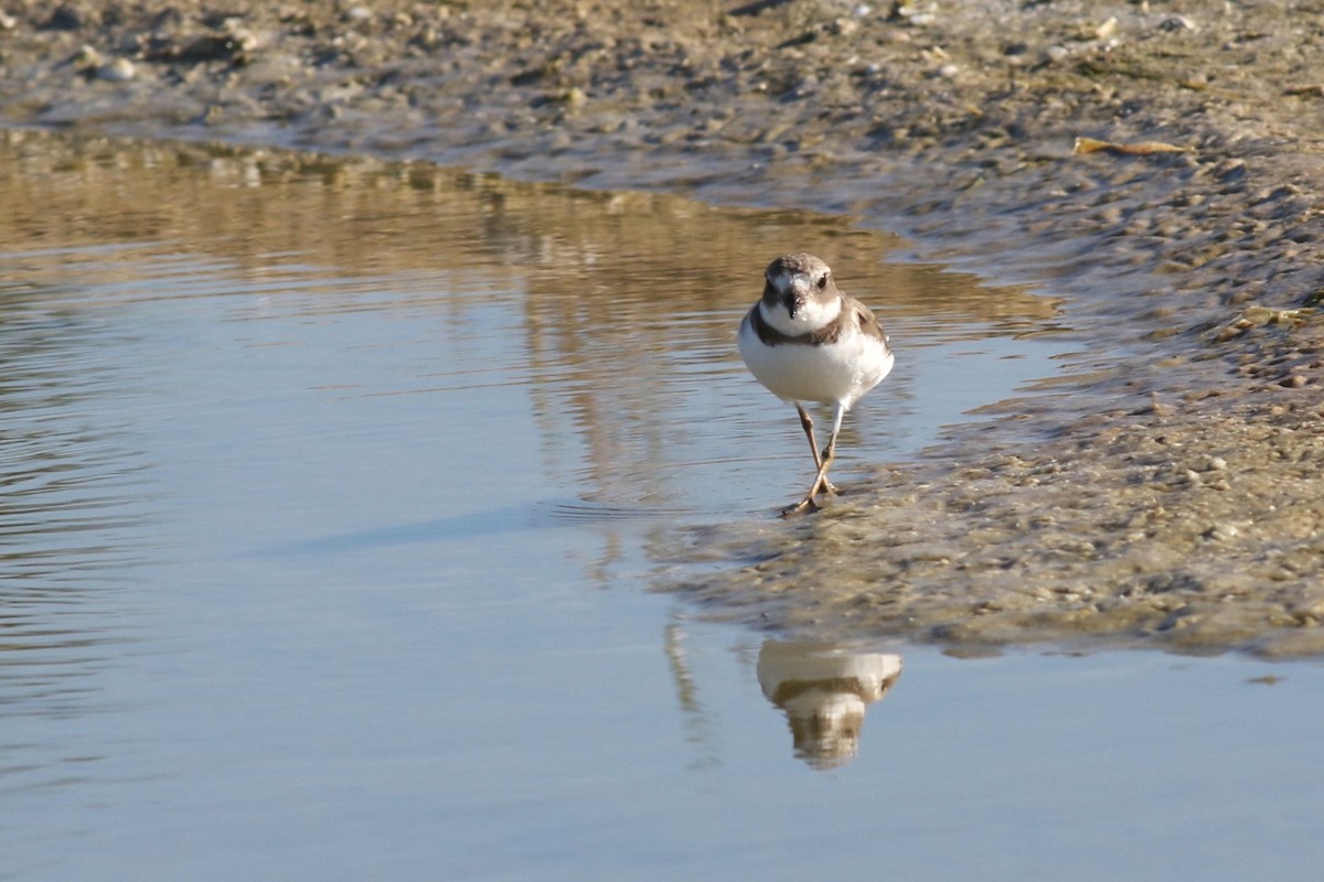 Semipalmated Plover - ML644719273