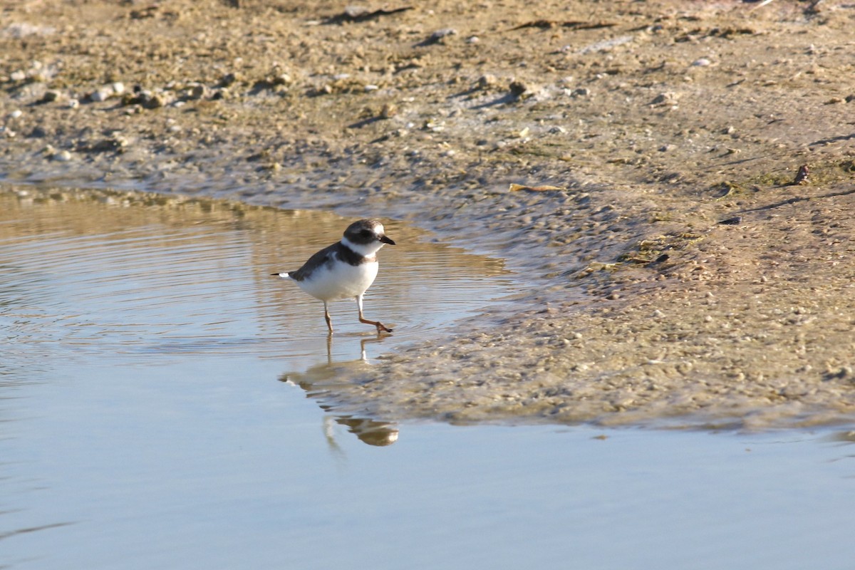 Semipalmated Plover - ML644719274