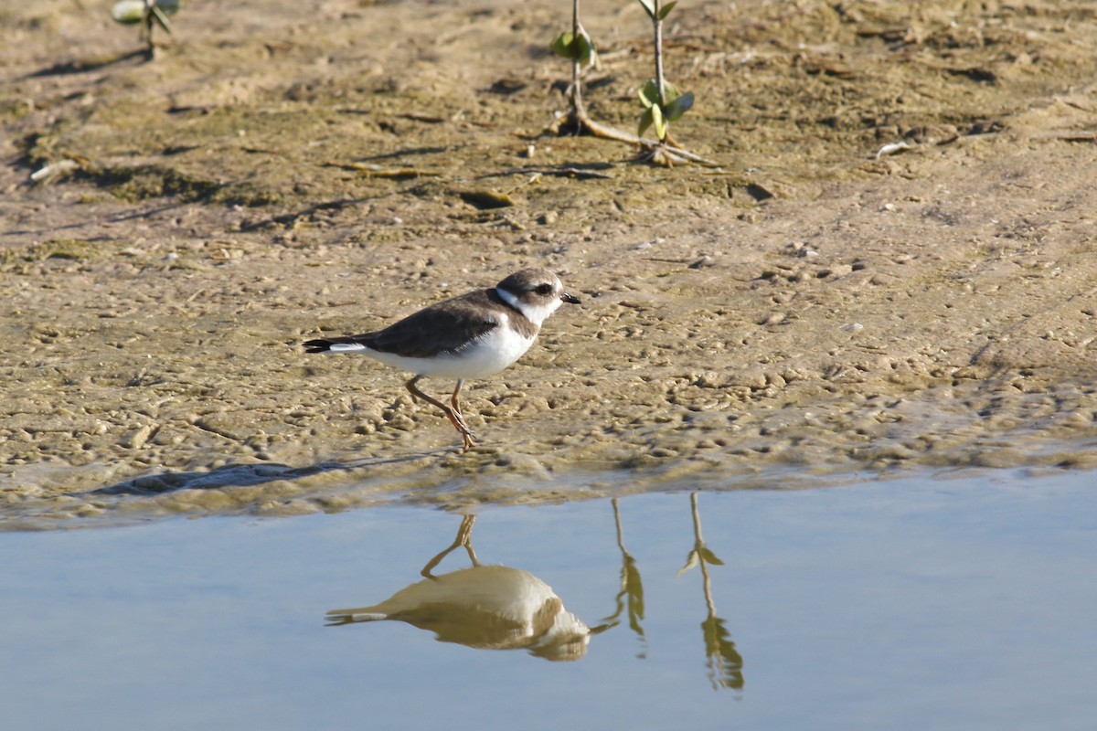 Semipalmated Plover - ML644719275