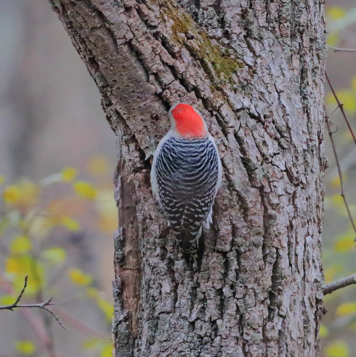 Carolinaspecht - ML644719277