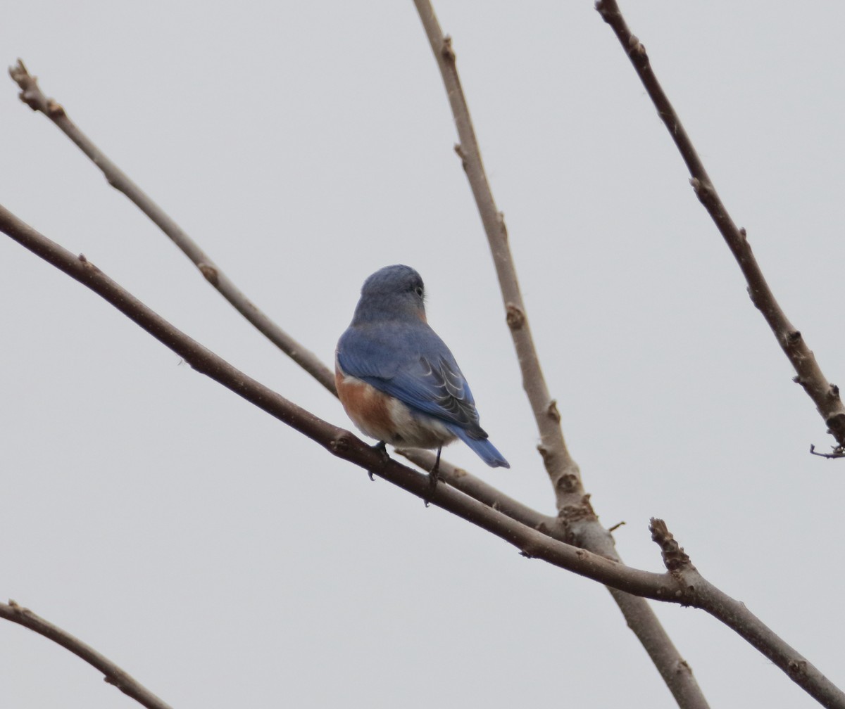 Eastern Bluebird - ML644719279