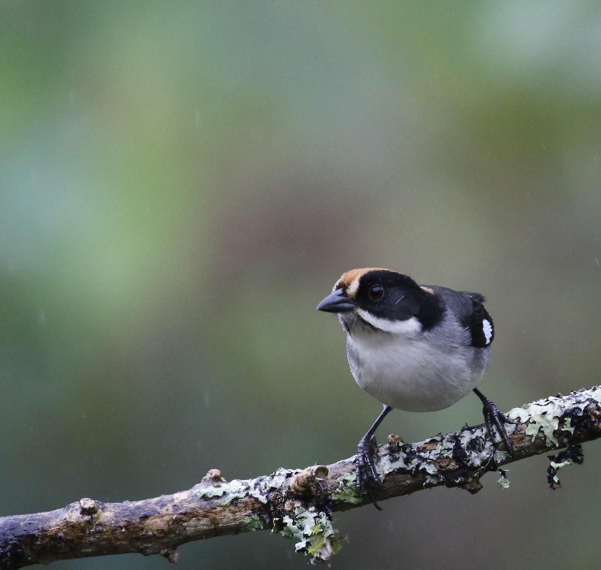 White-winged Brushfinch (White-winged) - ML644719281