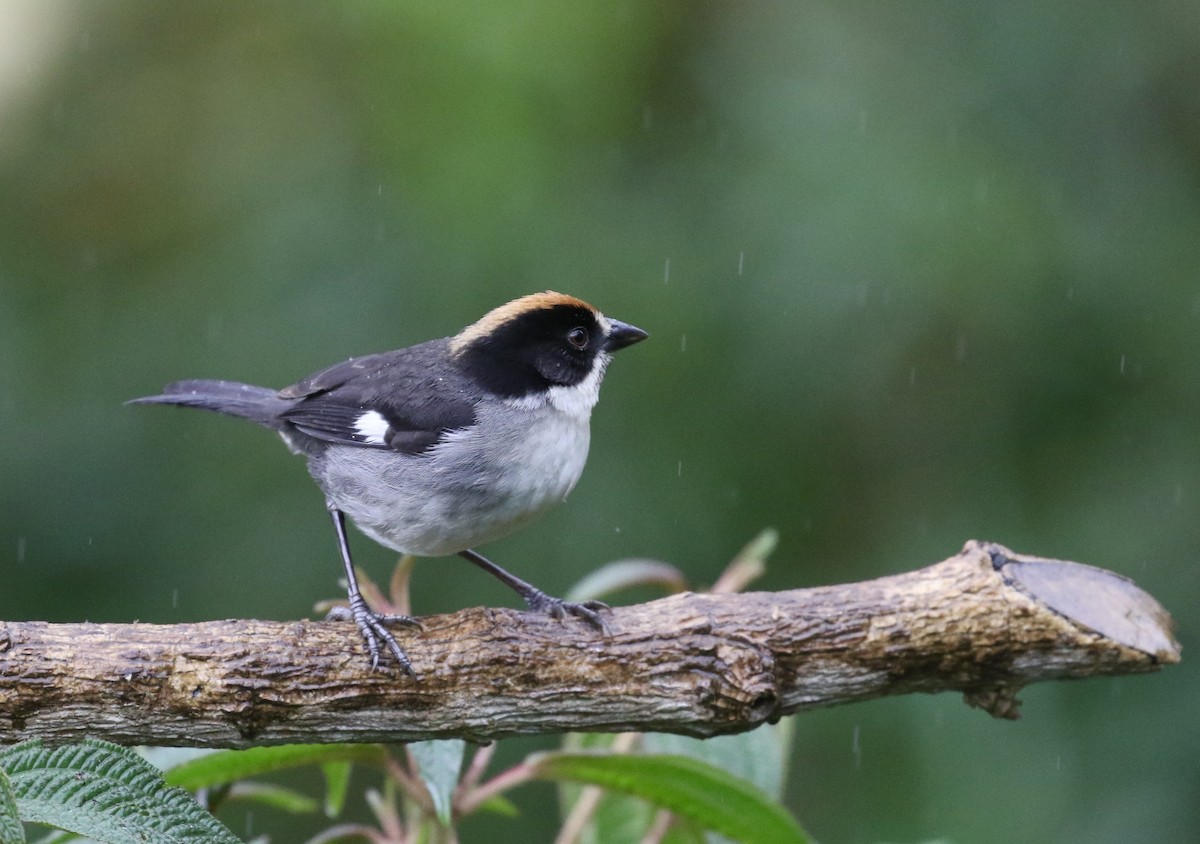White-winged Brushfinch (White-winged) - ML644719282