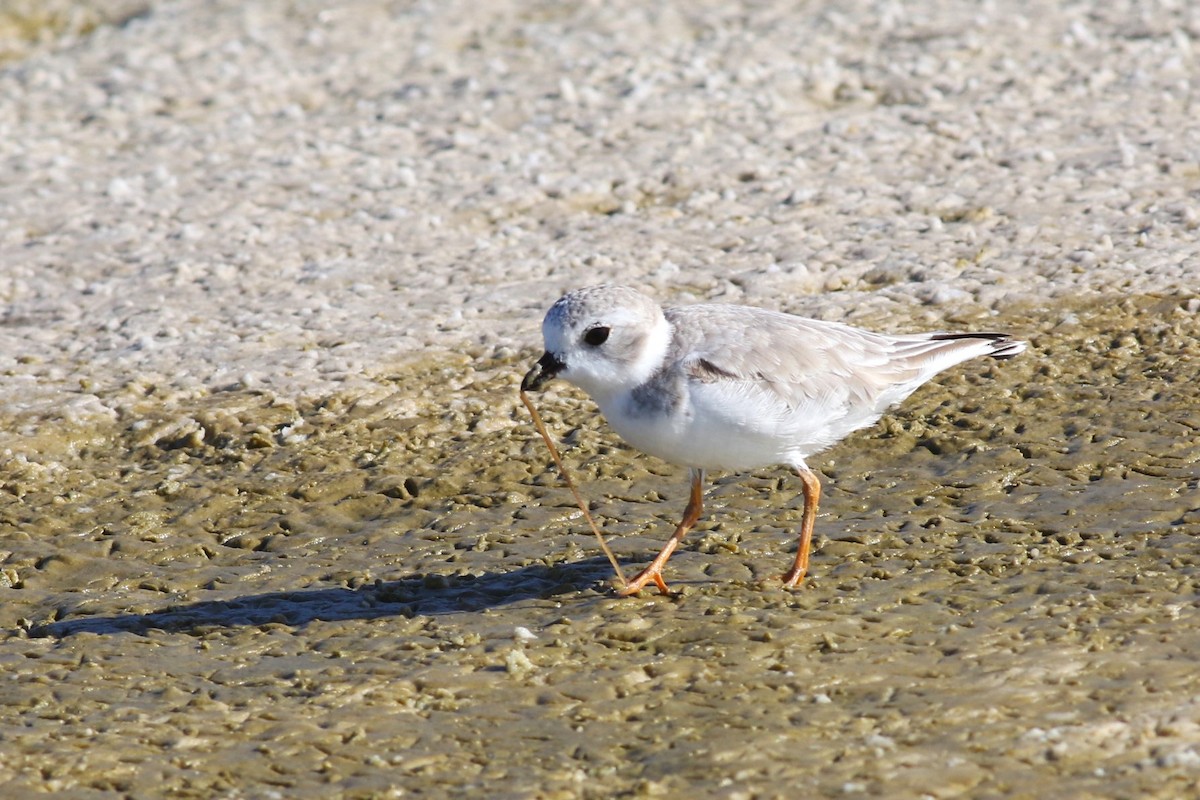Piping Plover - ML644719285