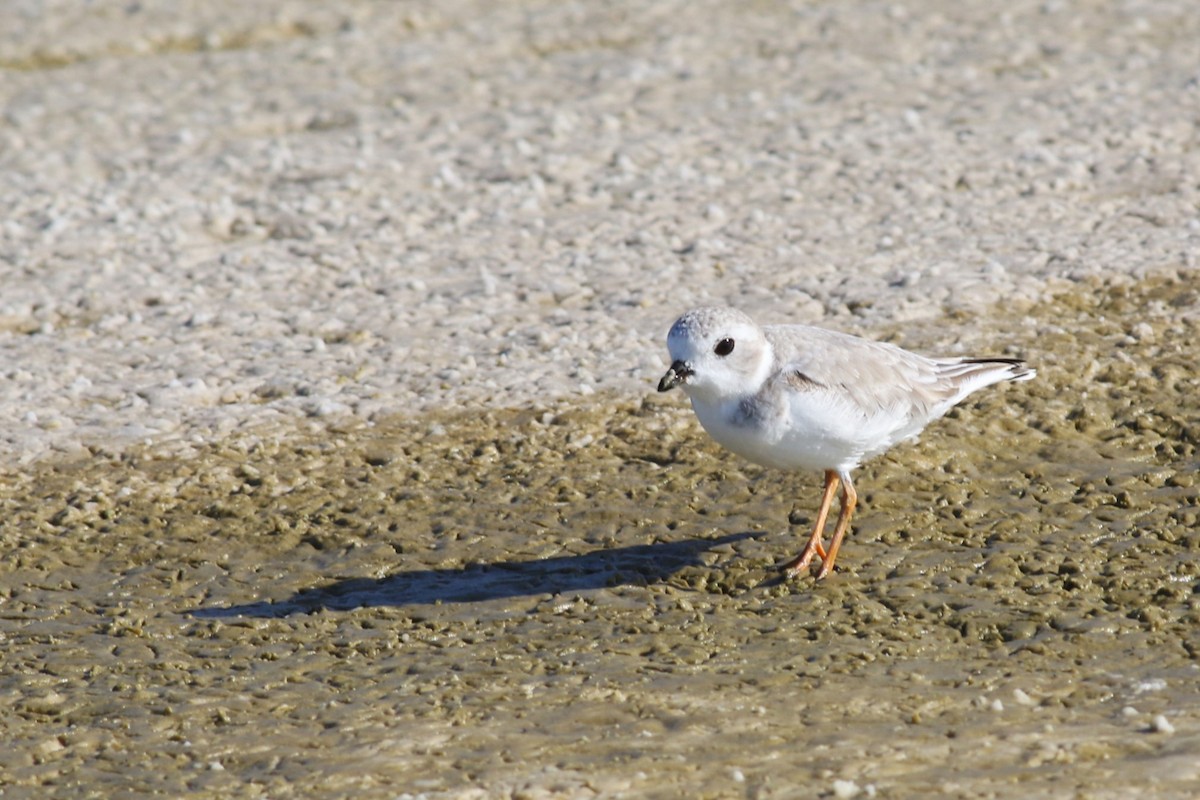 Piping Plover - ML644719286