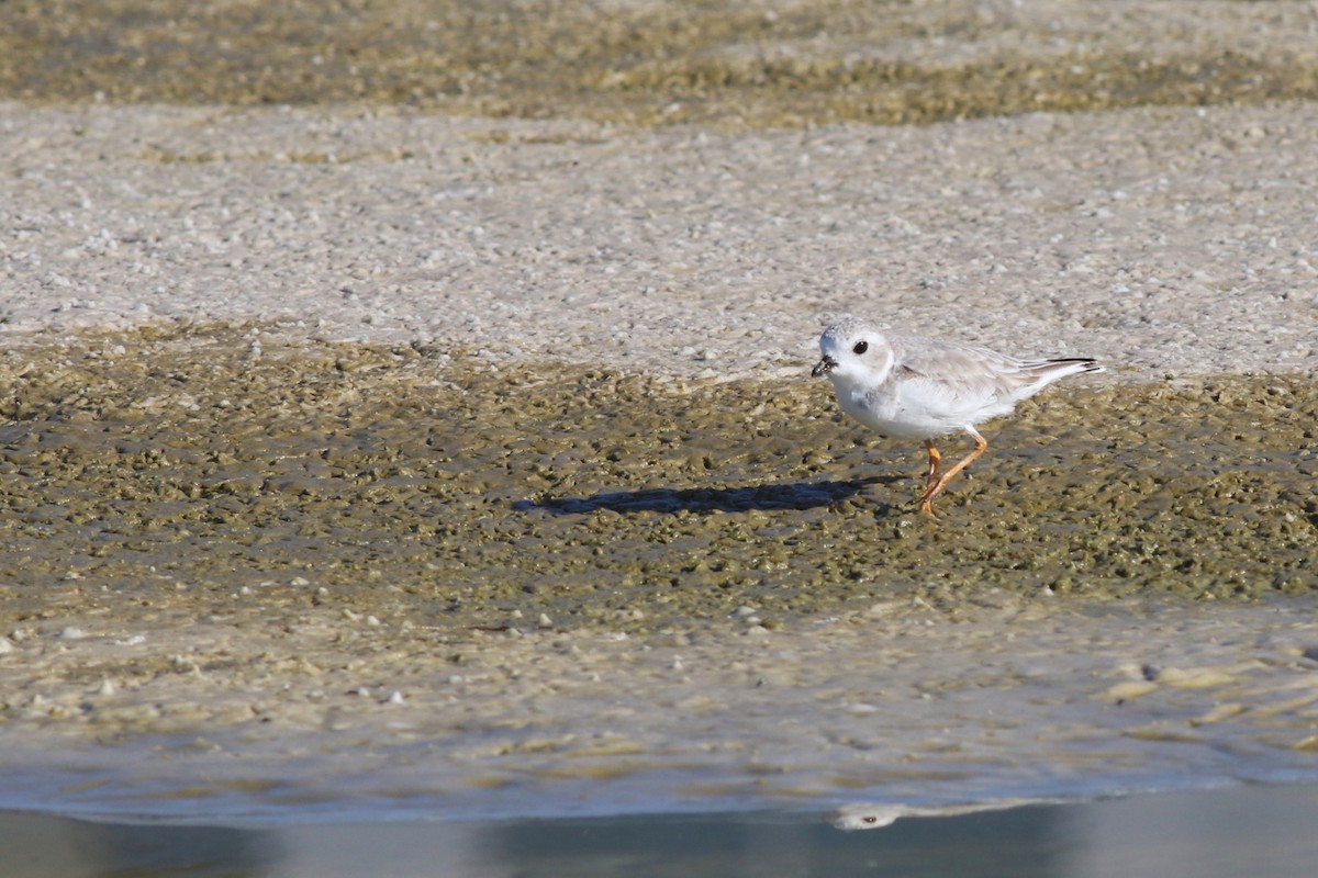 Piping Plover - ML644719287