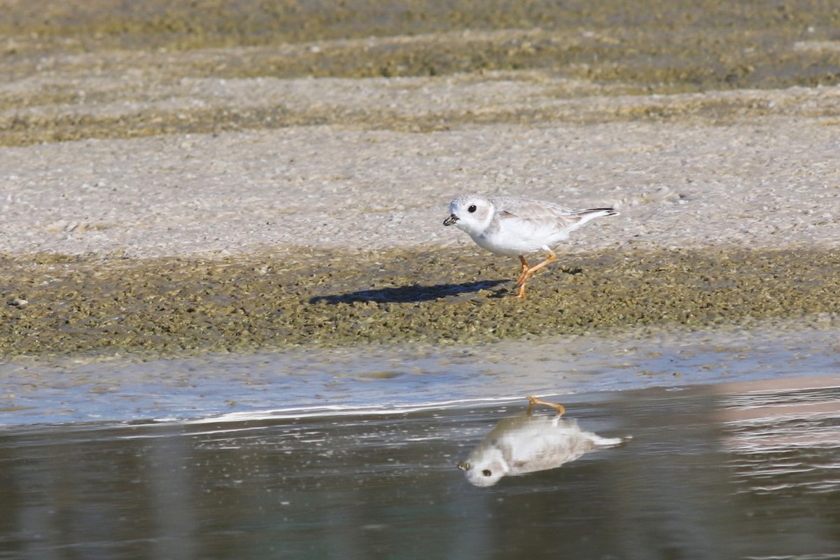 Piping Plover - ML644719288
