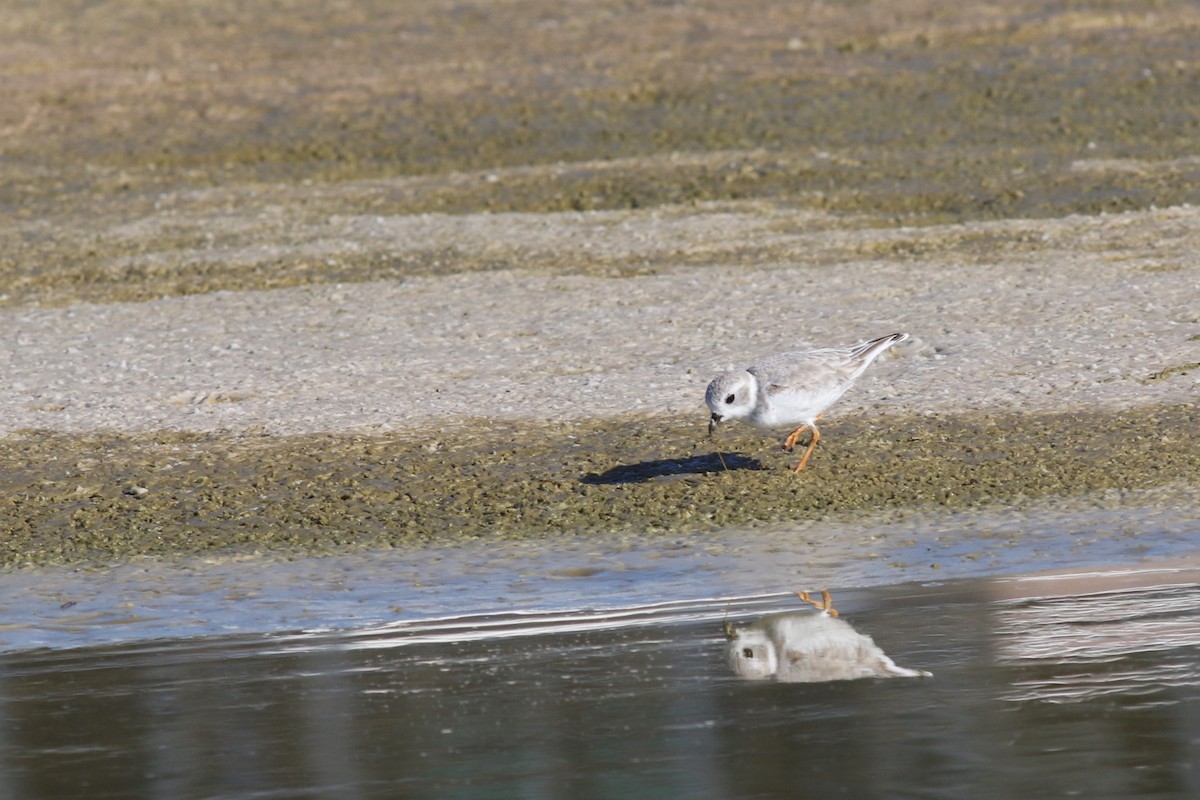 Piping Plover - ML644719289