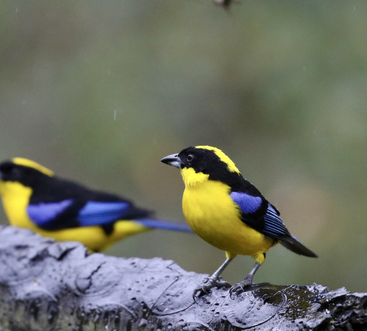Blue-winged Mountain Tanager (Blue-winged) - ML644719291
