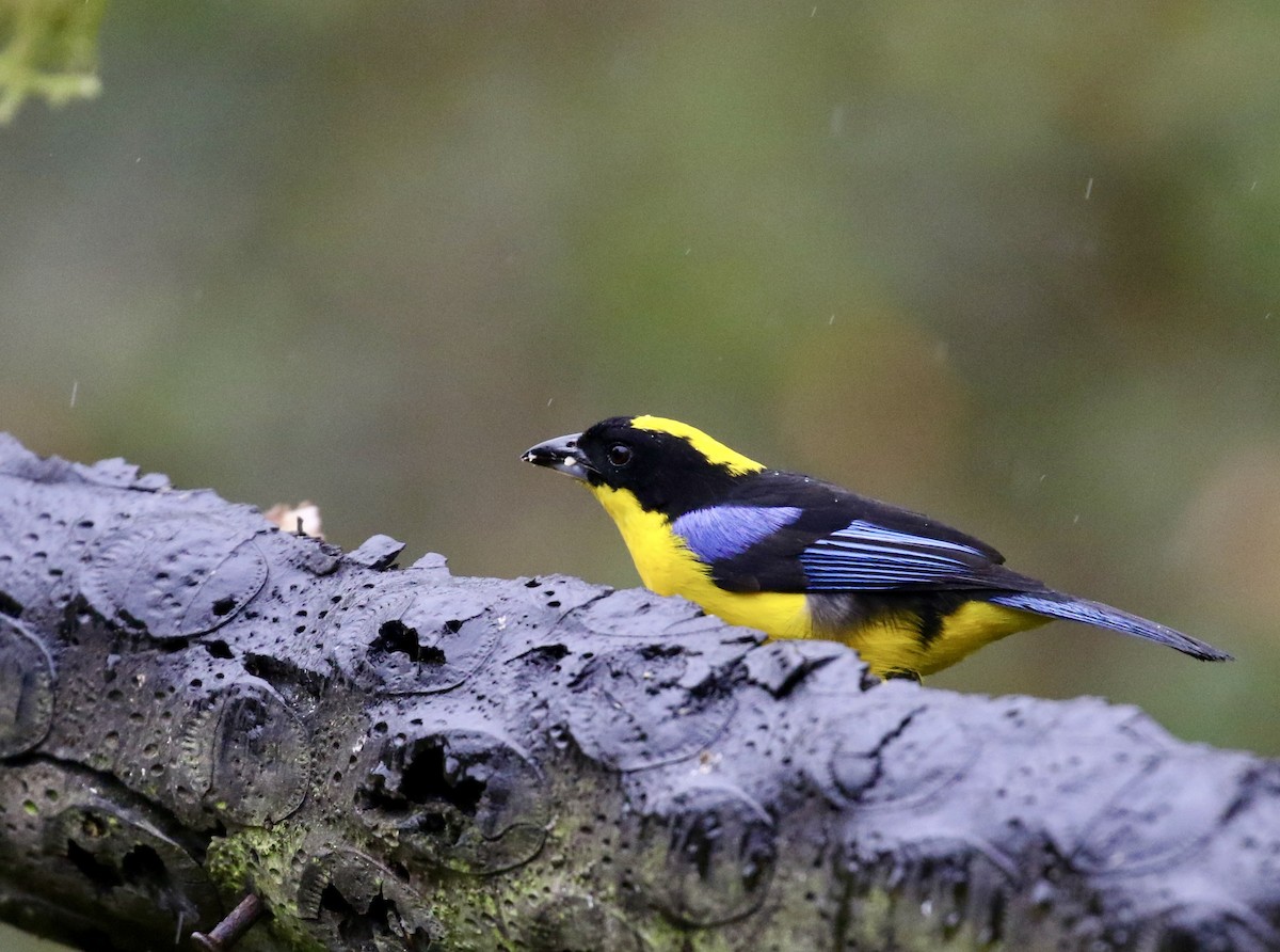 Blue-winged Mountain Tanager (Blue-winged) - ML644719292