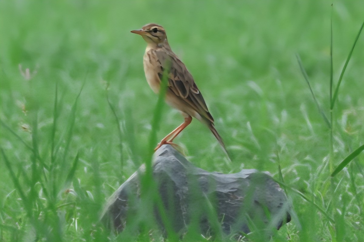 Paddyfield Pipit - ML644719298