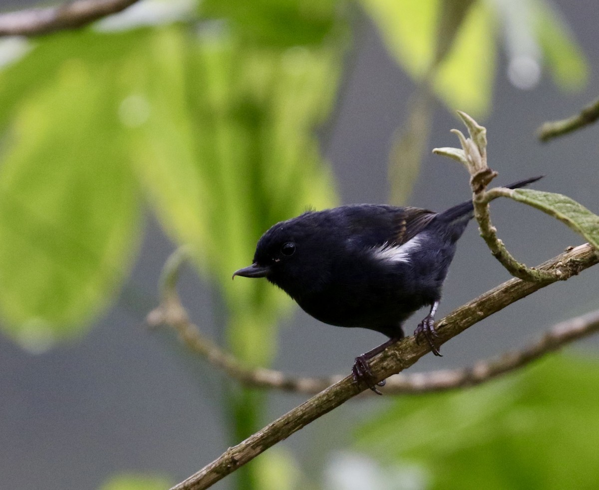 White-sided Flowerpiercer - ML644719299