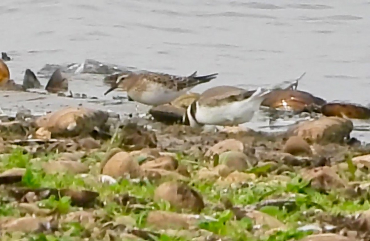 Weißbürzel-Strandläufer - ML644719301