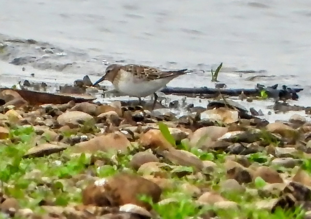 Weißbürzel-Strandläufer - ML644719302