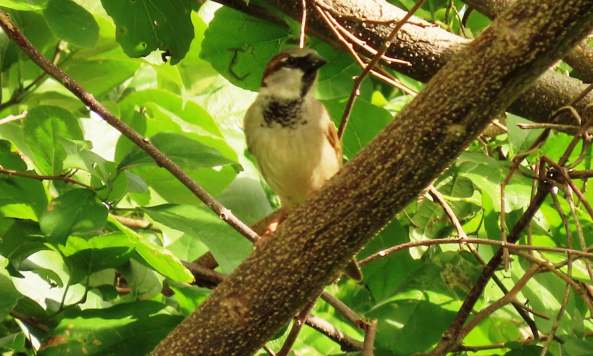 House Sparrow - ML644719303